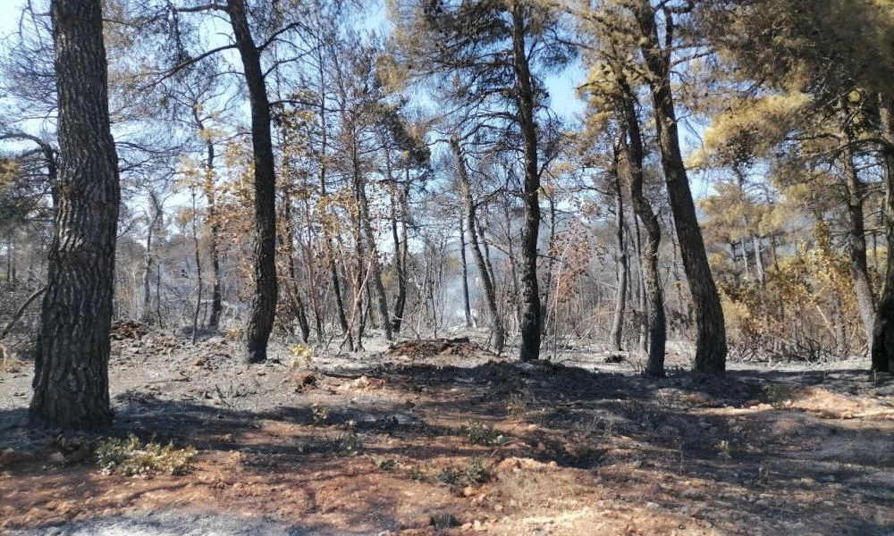 Απόκοσμο τοπίο: Η επόμενη μέρα στην Αχλαδινή μετά το πέρασμα της φωτιάς